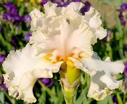 Blonde Bombshell - tall bearded Iris