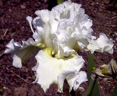 Blowing Bubbles - tall bearded Iris