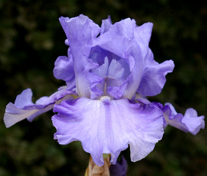 Blue Aristocrat - reblooming tall bearded Iris