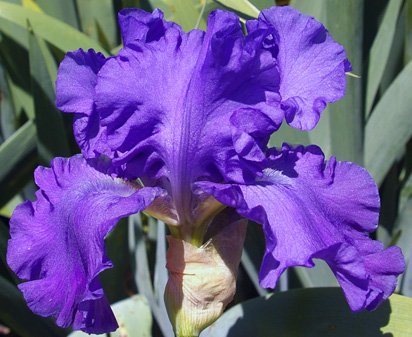 Blue Cheer - fragrant tall bearded Iris