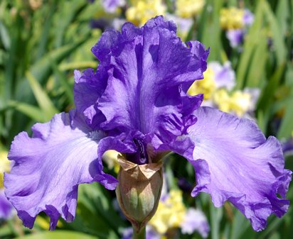 Blue Crusader - reblooming tall bearded Iris