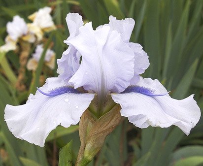 Blue Fin - fragrant reblooming tall bearded Iris