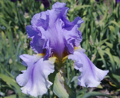 Blue Fire - fragrant tall bearded Iris