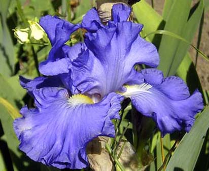 Blue Jay Way - fragrant tall bearded Iris