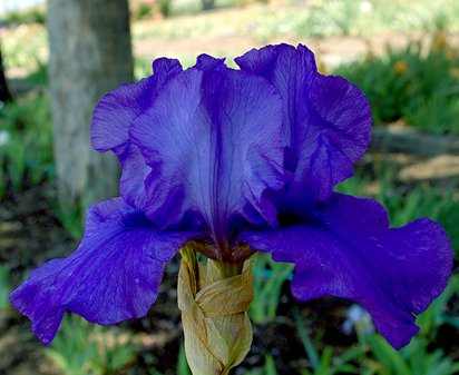 Blue Luster - tall bearded Iris