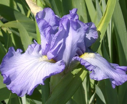 Blue Note Blues - fragrant reblooming tall bearded Iris