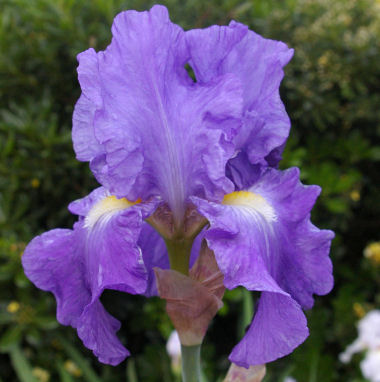 Blue Review - reblooming tall bearded Iris