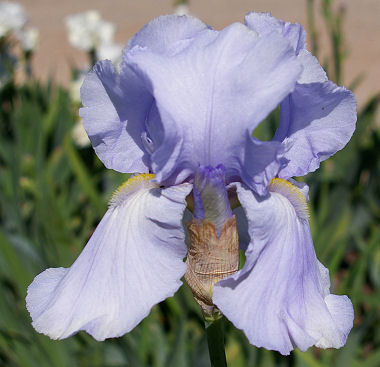 Blue Sapphire - tall bearded Iris