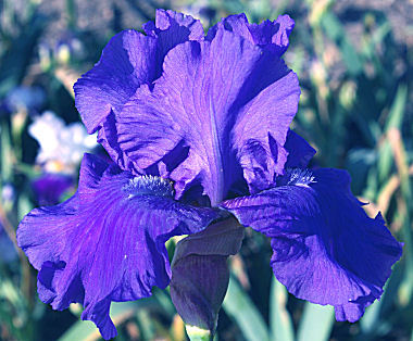 Blueberry Bliss - fragrant tall bearded Iris