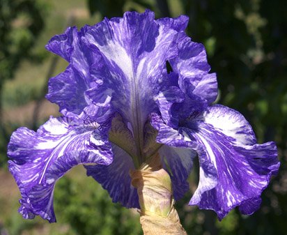 Blutique - tall bearded Iris