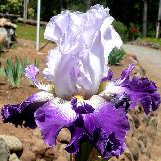 Bob's Pride - tall bearded Iris