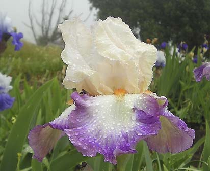 Bold Fashion - reblooming tall bearded Iris