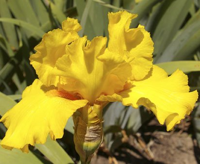 Bold Gold - tall bearded Iris