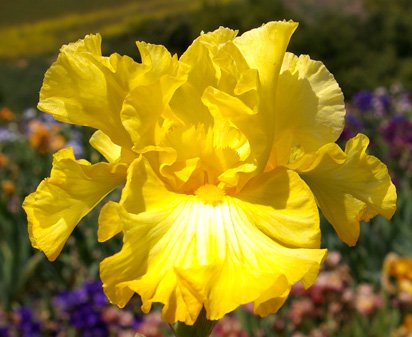 Bold Look - reblooming tall bearded Iris