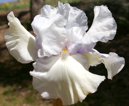 Bonus Bucks - fragrant tall bearded Iris