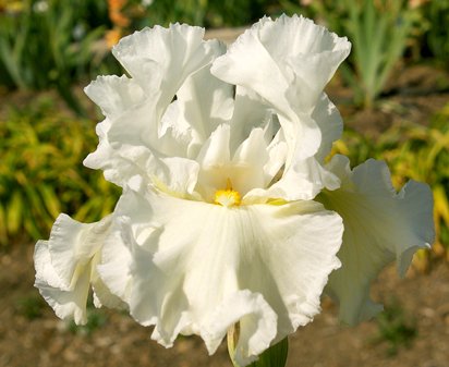 Bonus Lite - fragrant reblooming tall bearded Iris