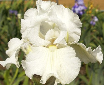 Bonus Mama - reblooming tall bearded Iris