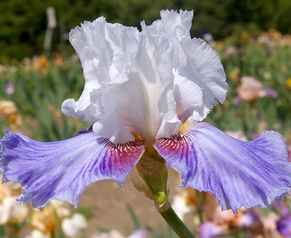 Boogie Woogie - tall bearded Iris