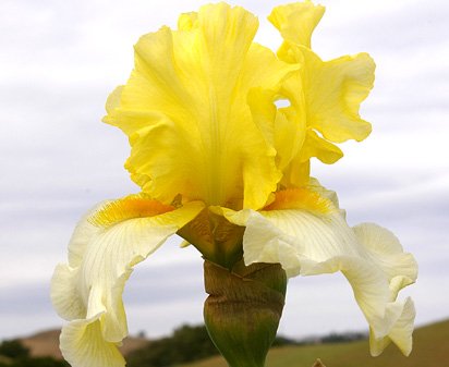 Boom Boom Blonde - border bearded Iris