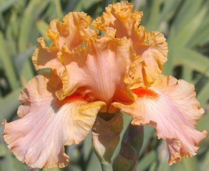 Boomerang - reblooming tall bearded Iris