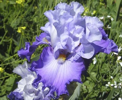 Born To Exceed - fragrant tall bearded Iris