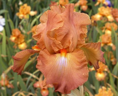 Boss Tweed - fragrant tall bearded Iris