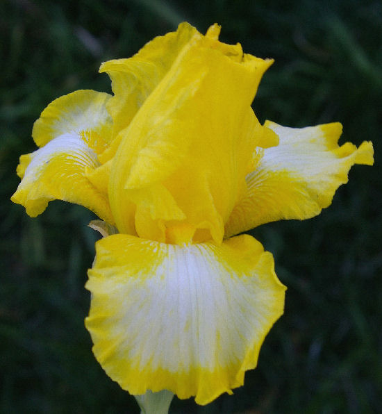 Bottled Sunshine - fragrant reblooming Intermediate bearded Iris