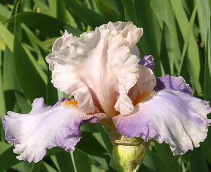 Boudoir - tall bearded Iris