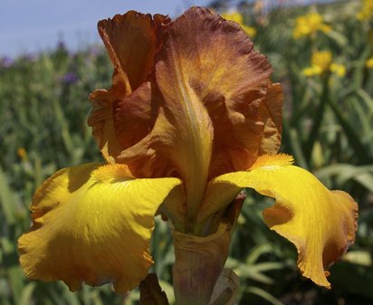 Boy Friend - fragrant tall bearded Iris