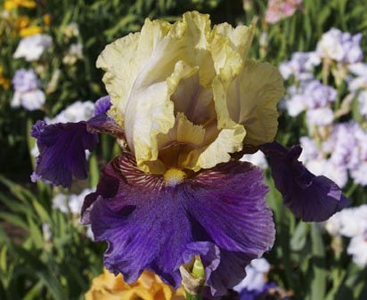 Boysenberry Buttercup - fragrant reblooming tall bearded Iris