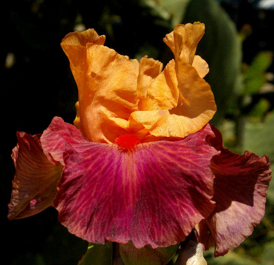 Braggadocio - fragrant reblooming tall bearded Iris