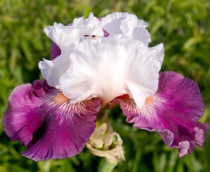 Brave Face - tall bearded Iris