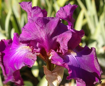 Brazenberry - fragrant tall bearded Iris