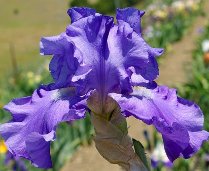 Breakers - reblooming tall bearded Iris