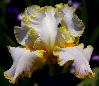 Bride's Halo - tall bearded Iris