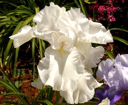 Bridge In Time - fragrant reblooming tall bearded Iris