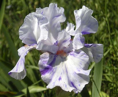 Brindled Beauty - fragrant tall bearded Iris