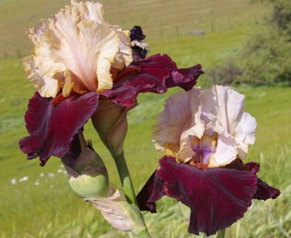 Broad Shoulders - reblooming tall bearded Iris