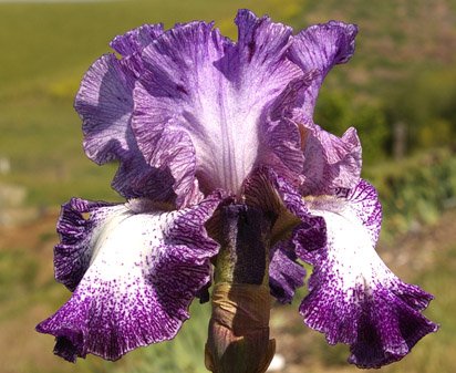 Broadband - fragrant tall bearded Iris