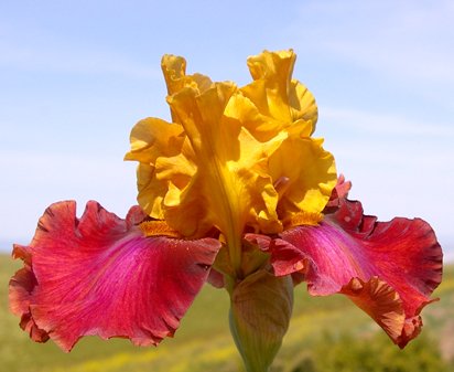 Broadway Joe - tall bearded Iris