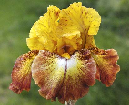 Broadway - reblooming tall bearded Iris