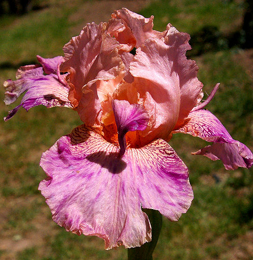 Broke Again - reblooming tall bearded Iris