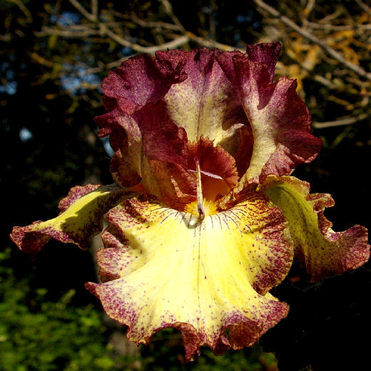 Broken Link - fragrant reblooming border bearded Iris