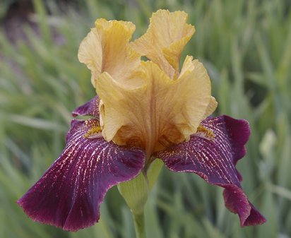 Bronco Down - fragrant tall bearded Iris