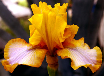 Brown Lasso - border bearded Iris