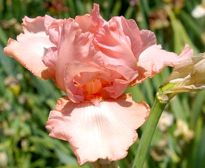 Bubble Dancer - tall bearded Iris
