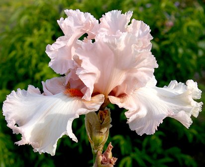 Bubble Up - tall bearded Iris