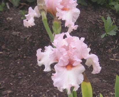 Bubbling Along - Tall bearded Iris
