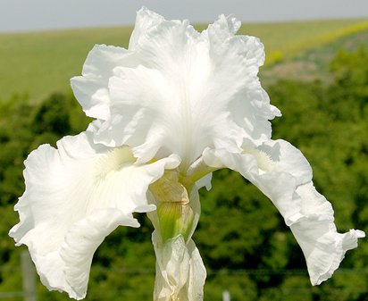 Bubbly Mood - tall bearded Iris