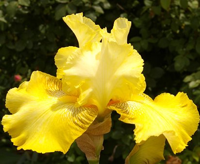Buckwheat - fragrant reblooming tall bearded Iris